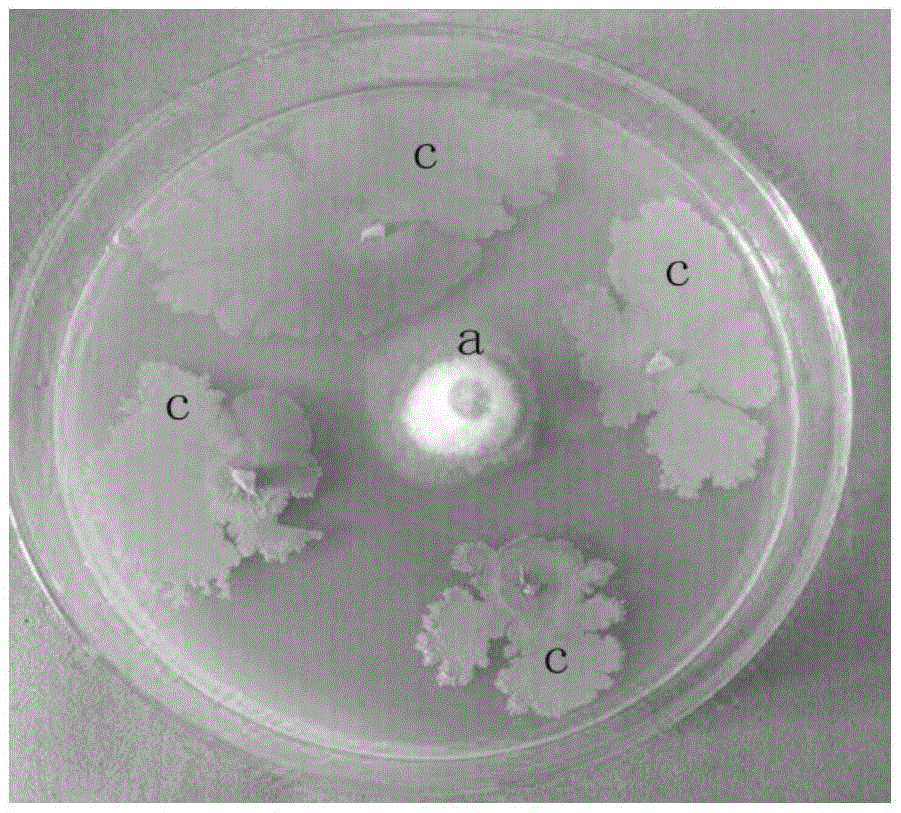 Compound microbial agent for preventing and treating banana wilt disease and prevention and treatment method