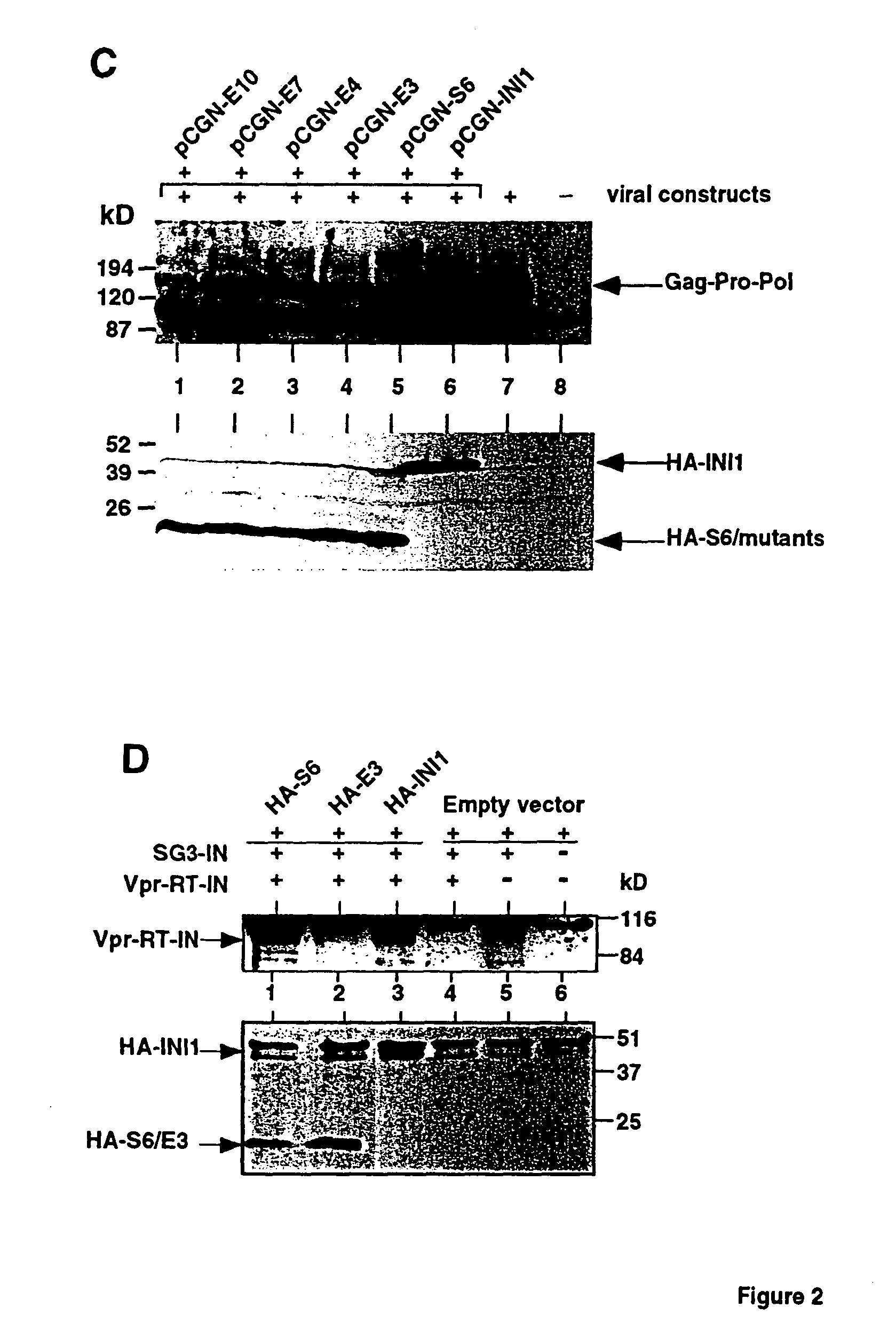 Inhibition of HIV-1 virion production by a transdominant mutant of integrase interactor 1(INI1)/hSNF5