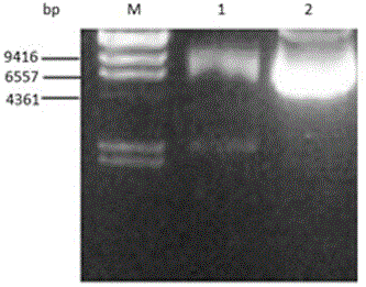 Method for constructing monascus strain capable of achieving high yield of acid protease