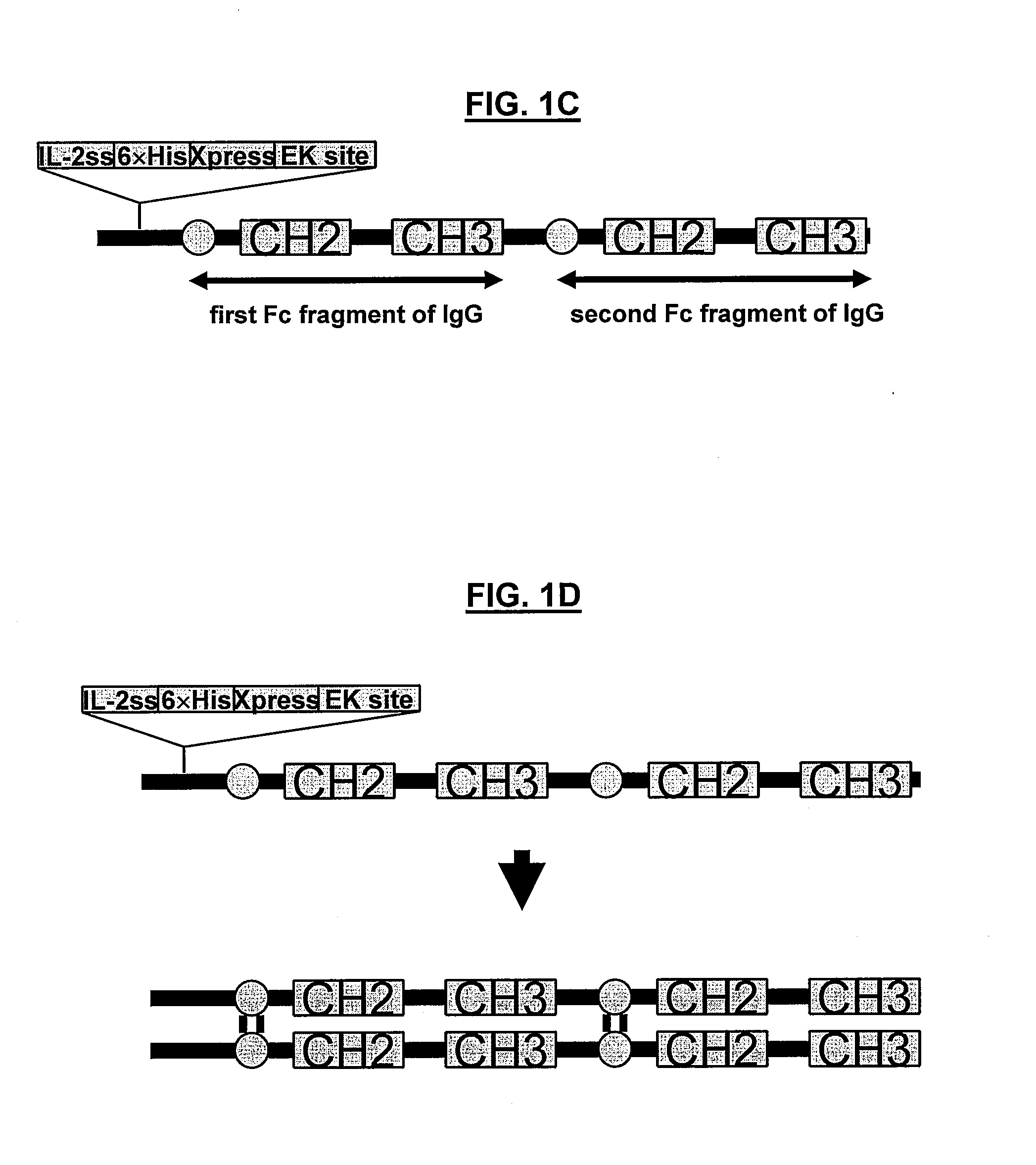 POLYPEPTIDES COMPRISING Fc FRAGMENTS OF IMMUNOGLOBULIN G (lgG) AND METHODS OF USING THE SAME
