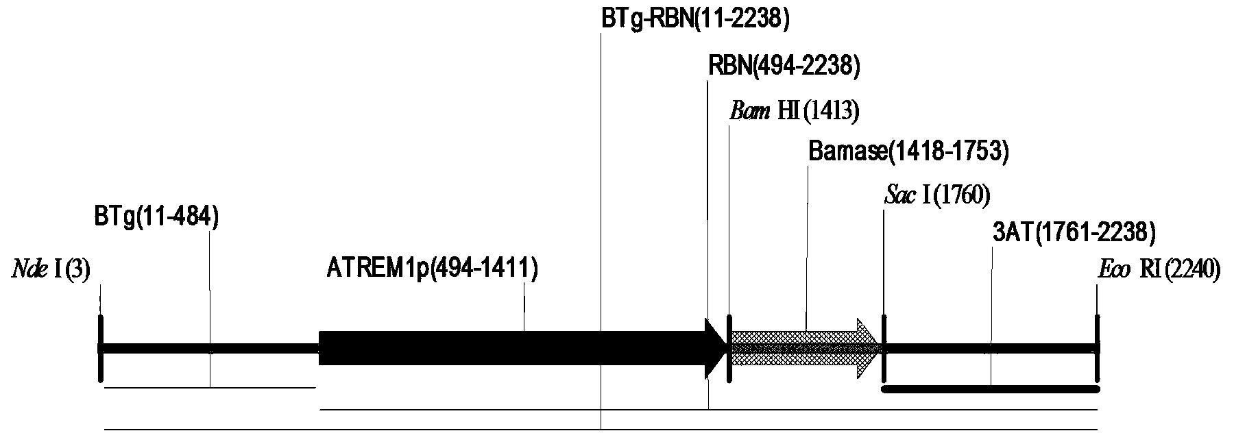 Botanic vegetative growth maintenance gene system and establishment of vegetative growth maintenance plant and method for utilizing infinite growth capacity of seed plants