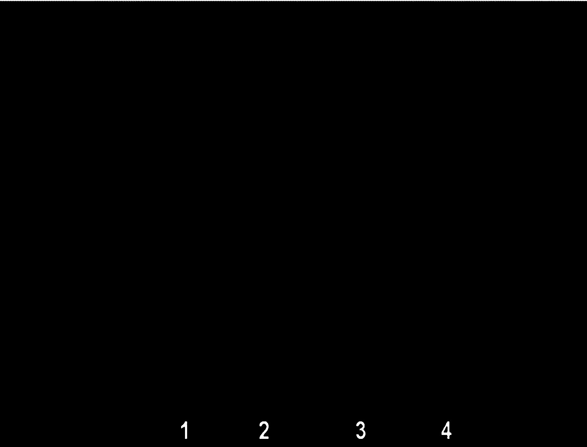 Botanic vegetative growth maintenance gene system and establishment of vegetative growth maintenance plant and method for utilizing infinite growth capacity of seed plants