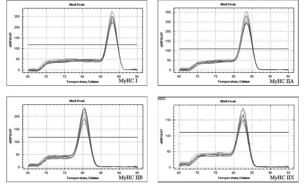 Fluorescence quantitative PCR detection primer and method for type and composition of yak muscle fibers