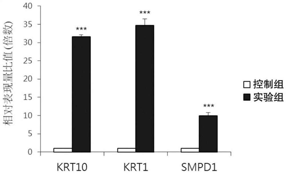 Application of rubus corchorifolius juice in preparing composition for conditioning skin