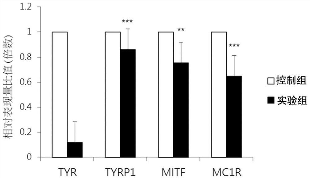 Application of rubus corchorifolius juice in preparing composition for conditioning skin