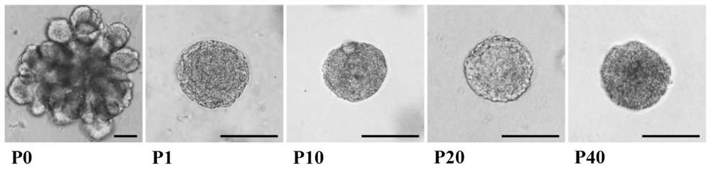 A kind of culture system and culture method of lacrimal gland stem cells and lacrimal gland stem cells