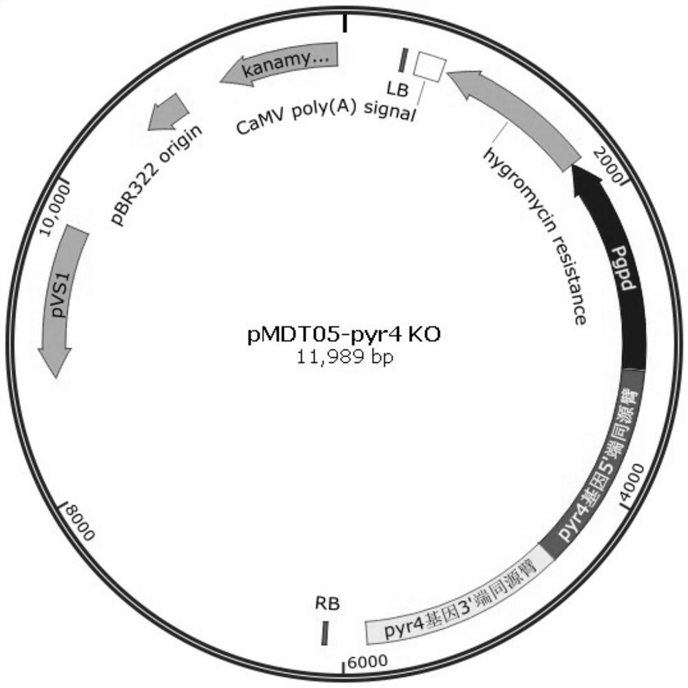 Genetically engineered bacteria expressing oxalate oxidase recombinantly and its construction method and application