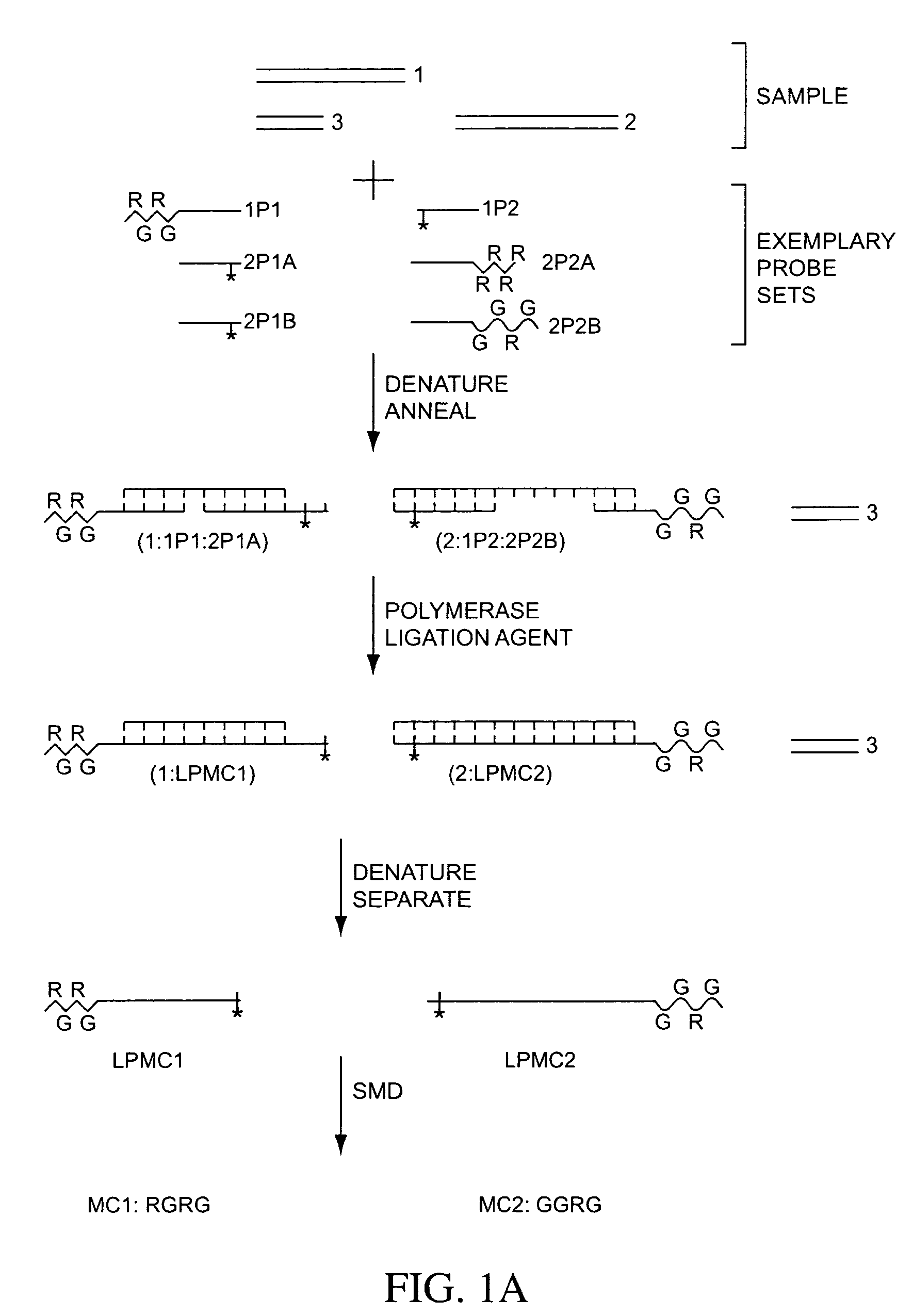 Multiplex detection compositions, methods, and kits