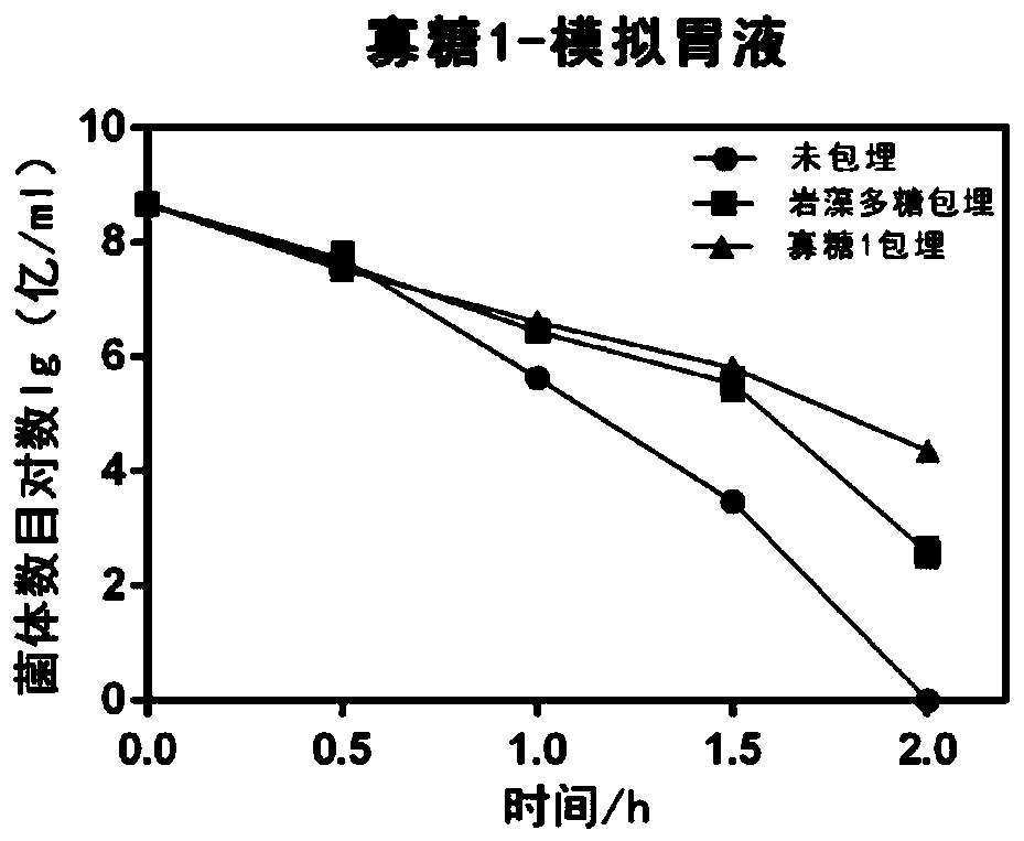 Application of fucoidin and hydrolyzed oligosaccharide thereof in preparing probiotic protection agent and method