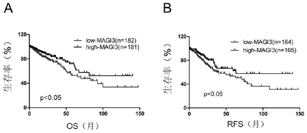 Application of MAGI3 in prediction of prognosis or chemosensitivity of colorectal cancer patient