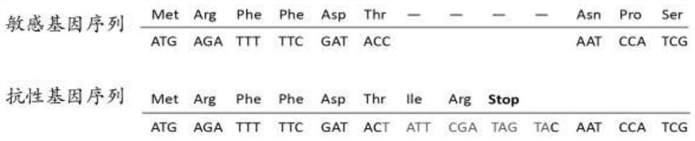 Molecular detection method for resistance gene of spodoptera frugiperda to bacillus thuringiensis Bt Cry1F toxin