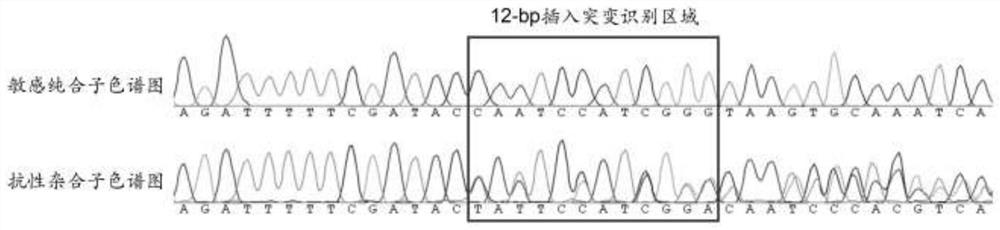 Molecular detection method for resistance gene of spodoptera frugiperda to bacillus thuringiensis Bt Cry1F toxin