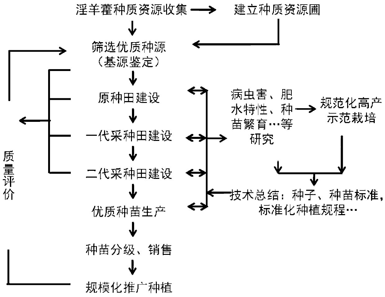 High-yield planting method of epimedium sagittatum(sieb.etzucc.)maxim.