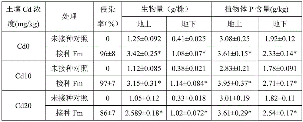 Method for reducing cadmium accumulation amount and increasing yield of honeysuckle through glomus mosseae