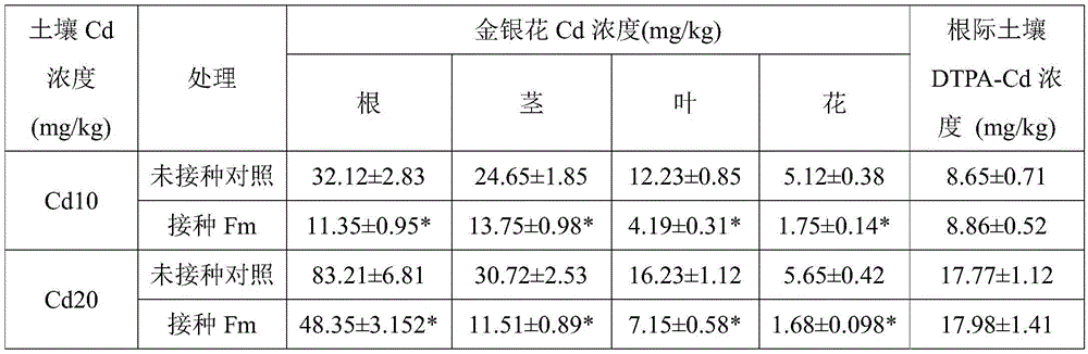 Method for reducing cadmium accumulation amount and increasing yield of honeysuckle through glomus mosseae