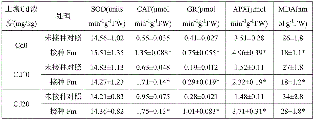 Method for reducing cadmium accumulation amount and increasing yield of honeysuckle through glomus mosseae