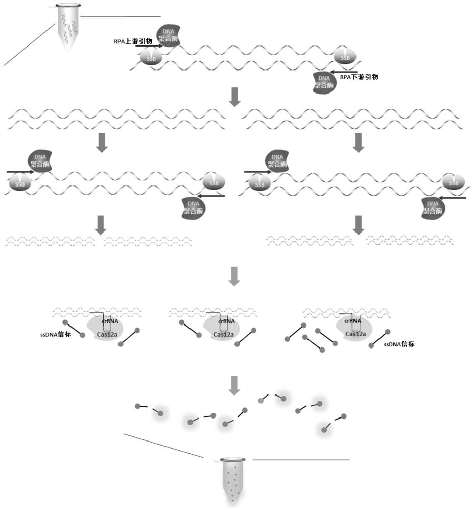 RPA-LbCas12a system-based composition for visual detection of nasal-like carbuncle and application of RPA-LbCas12a system-based composition