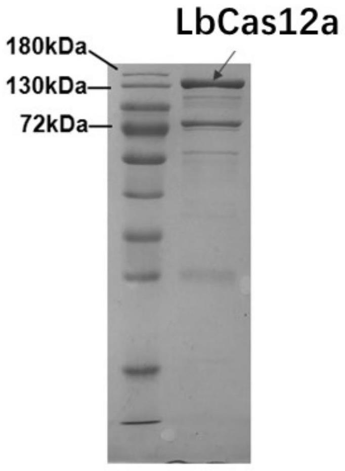 RPA-LbCas12a system-based composition for visual detection of nasal-like carbuncle and application of RPA-LbCas12a system-based composition