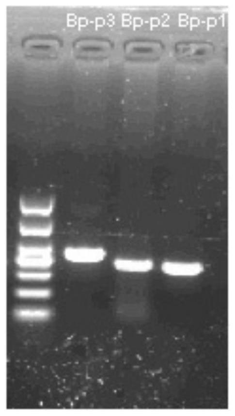 RPA-LbCas12a system-based composition for visual detection of nasal-like carbuncle and application of RPA-LbCas12a system-based composition