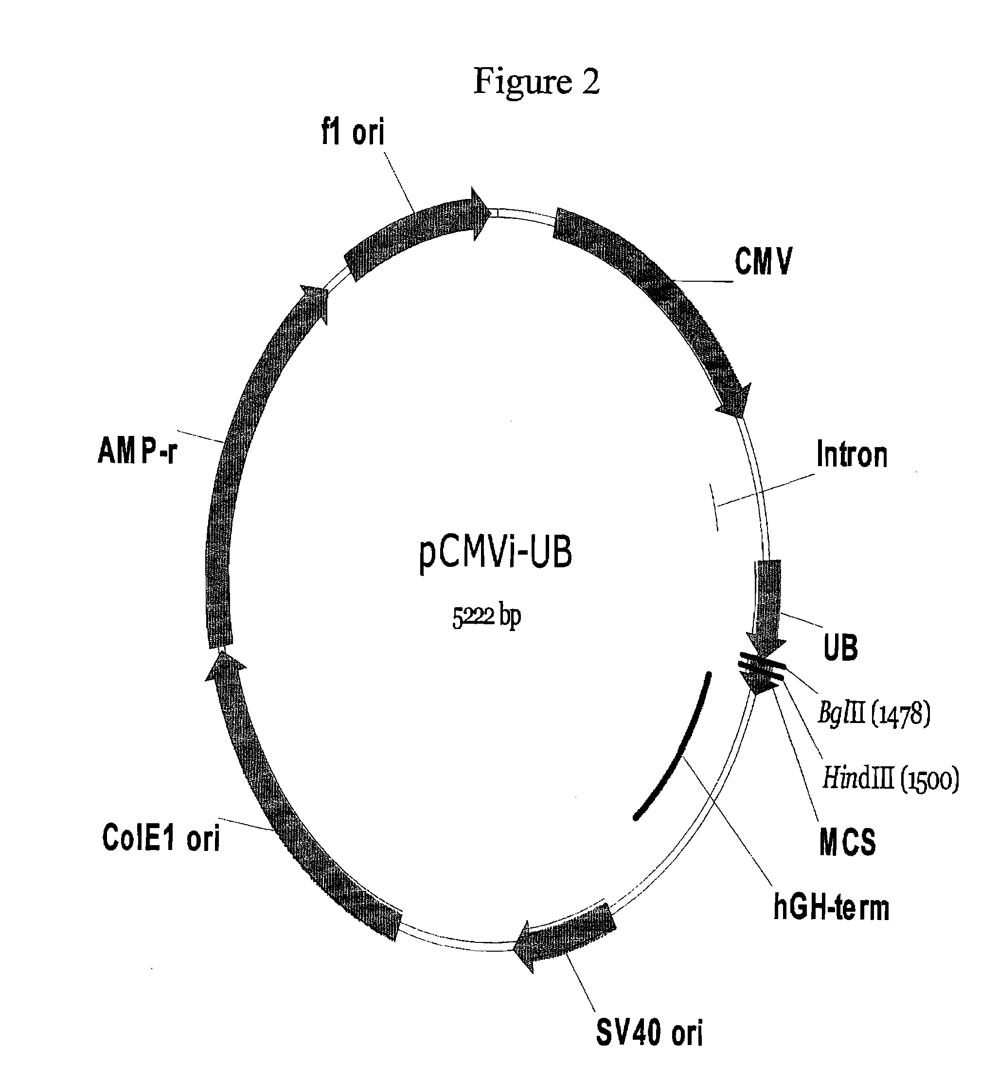 Chlamydia pneumoniae vaccine and methods for administering such a vaccine