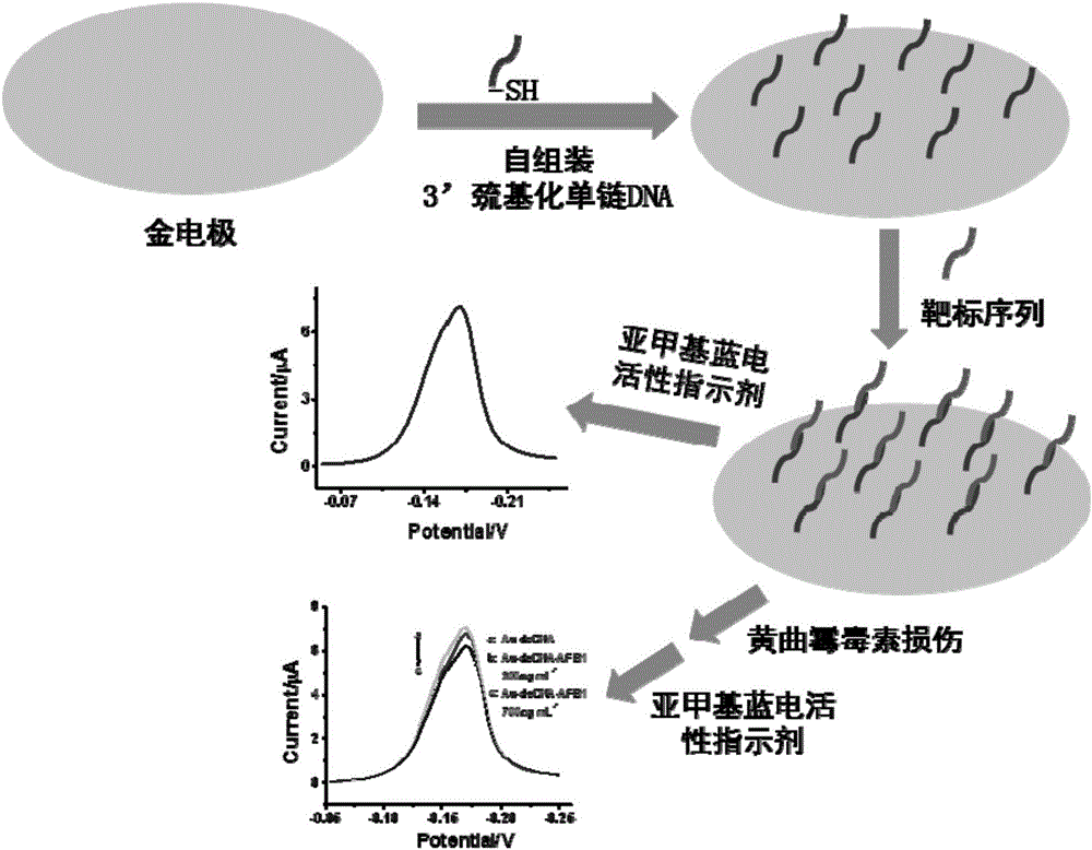 Electrochemical sensor, preparation method and application thereof in quick detection of aflatoxin B1 (AFB1)