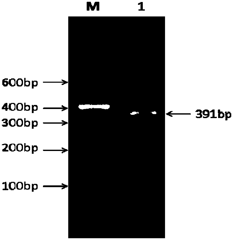 Method for screening miR-3880 target gene
