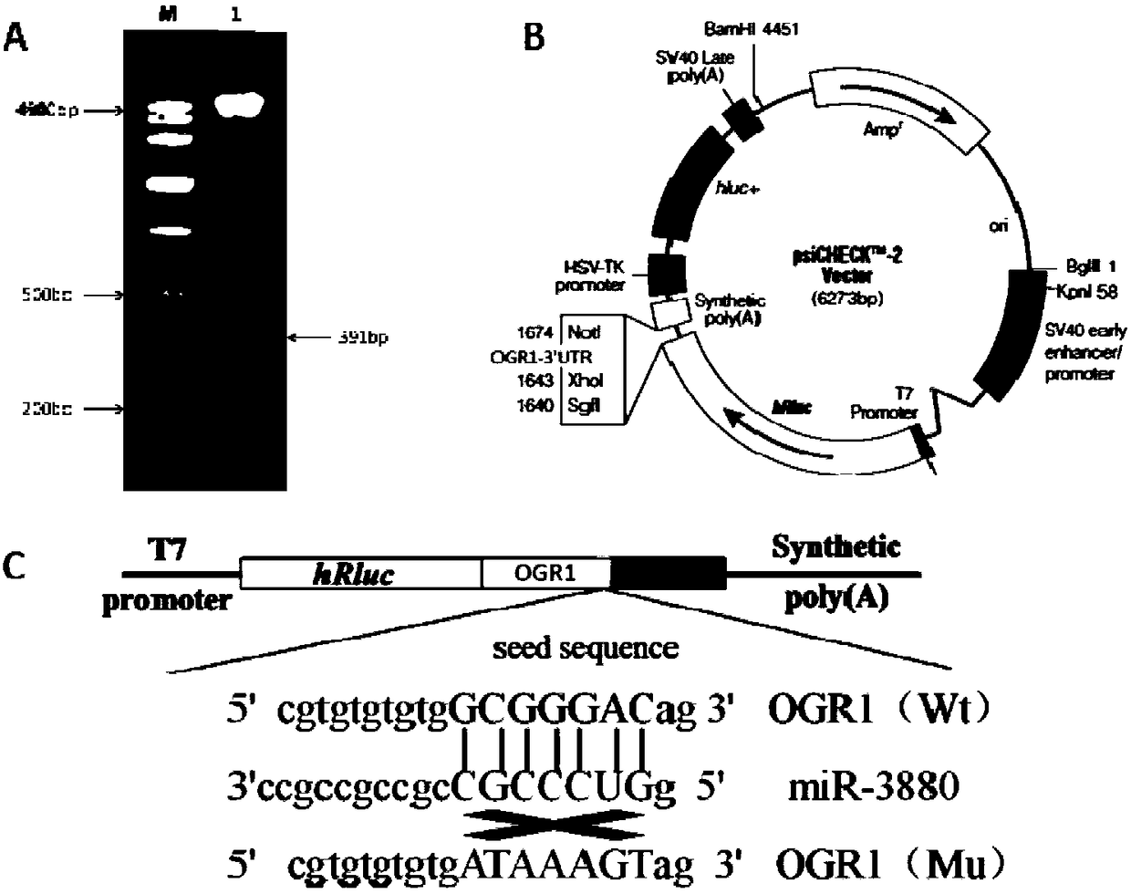Method for screening miR-3880 target gene