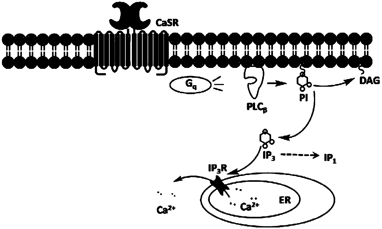 Cell model stably expressing human-derived CaSR gene and construction method of cell model