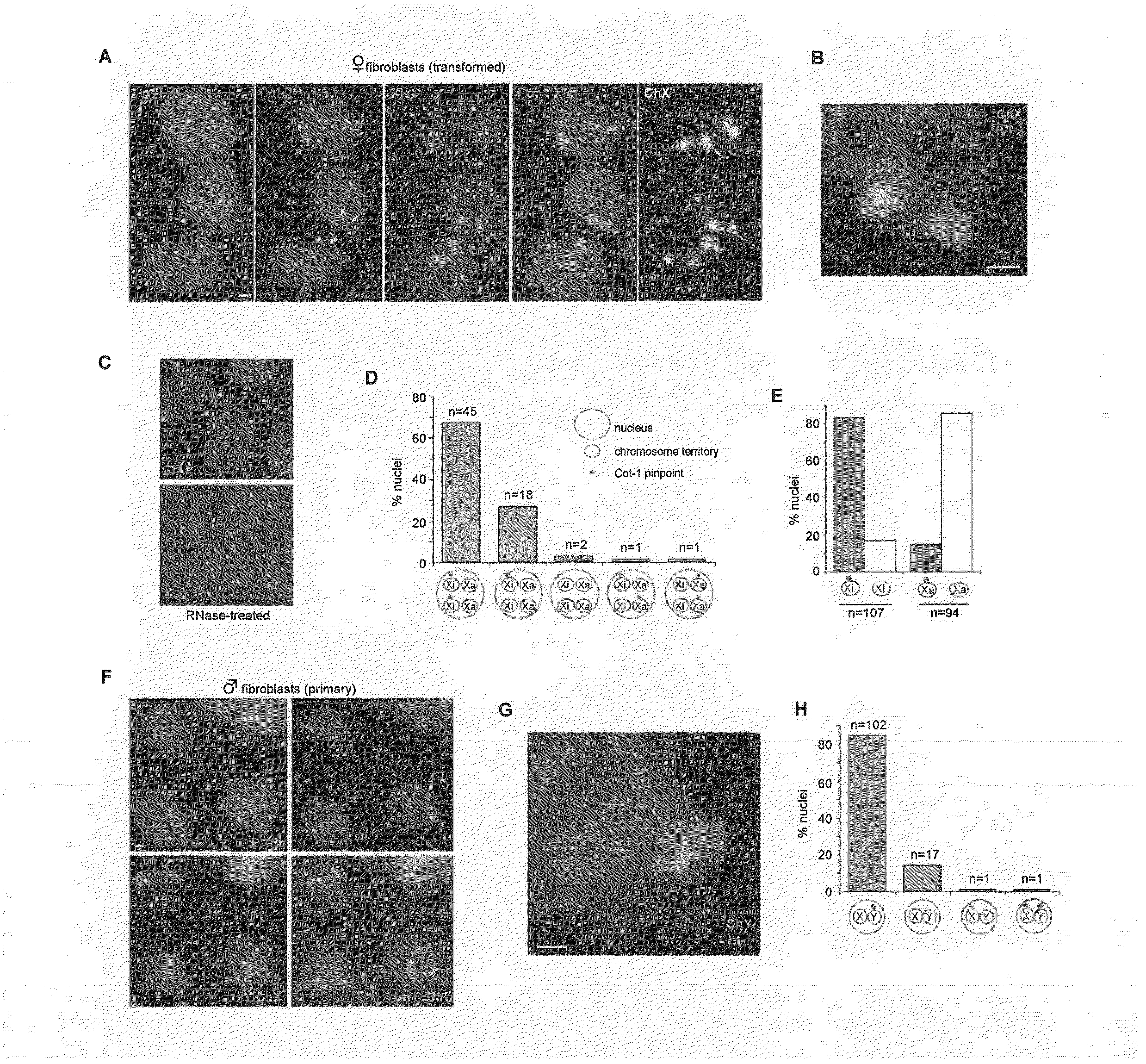 Methods and compositions for identifying undifferentiated stem cells and assessing cell health