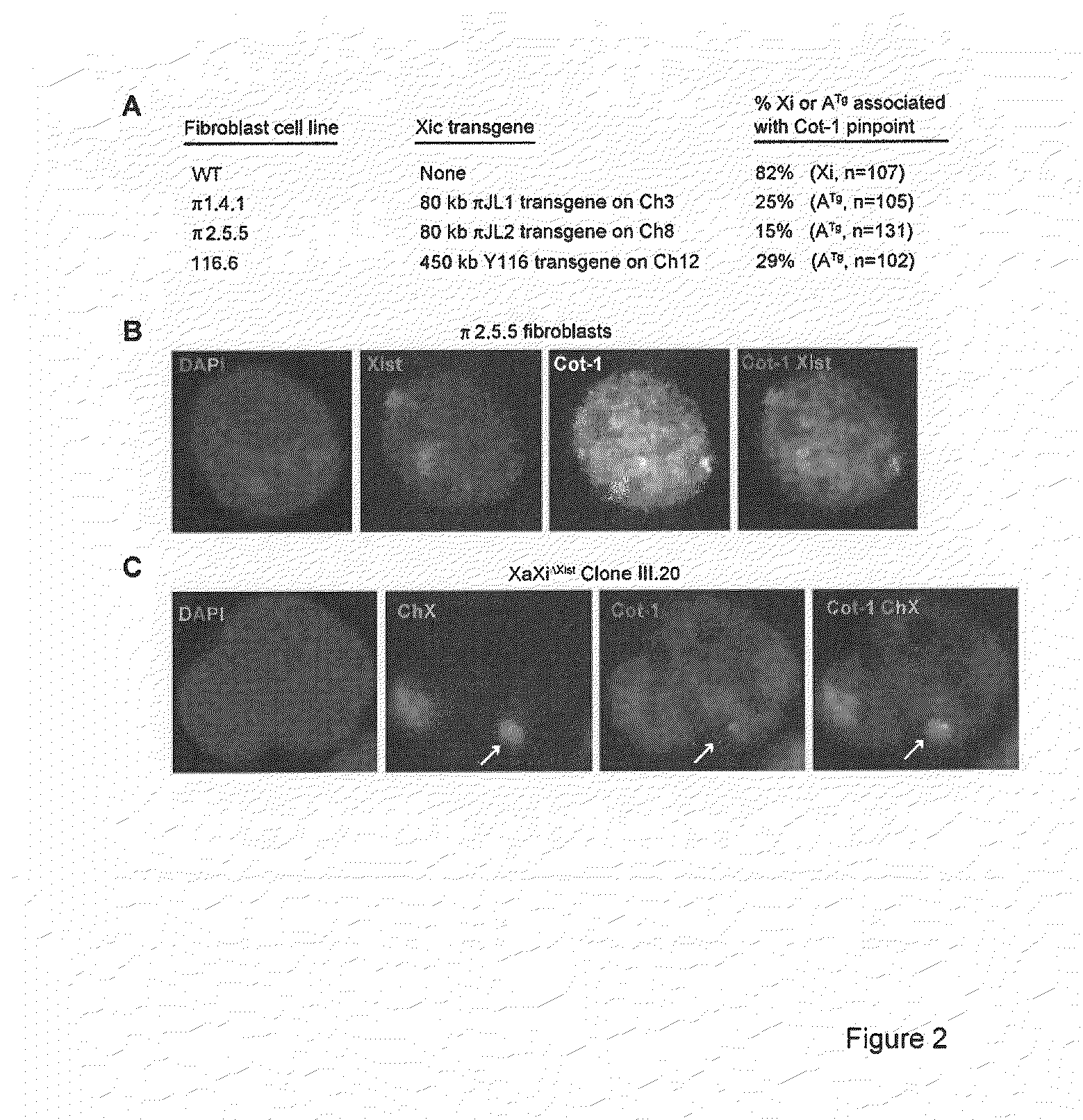 Methods and compositions for identifying undifferentiated stem cells and assessing cell health