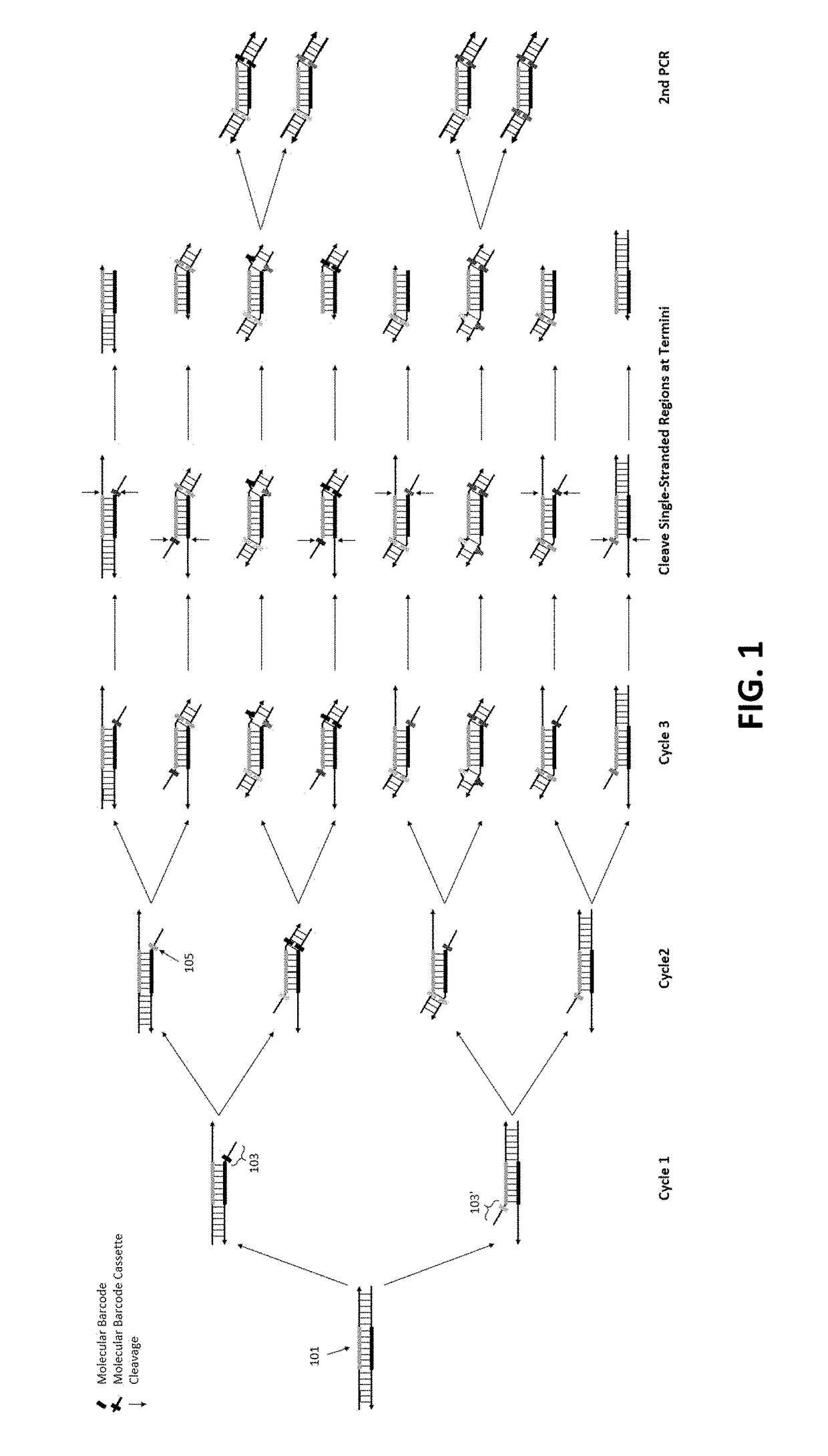 Methods and compositions for reducing redundant molecular barcodes created in primer extension reactions