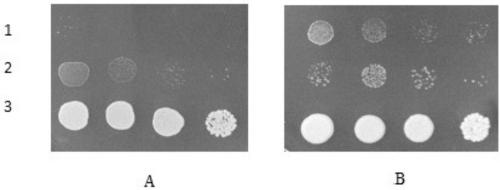 Potassium translocator KUP11 from tobacco and coding gene and application thereof