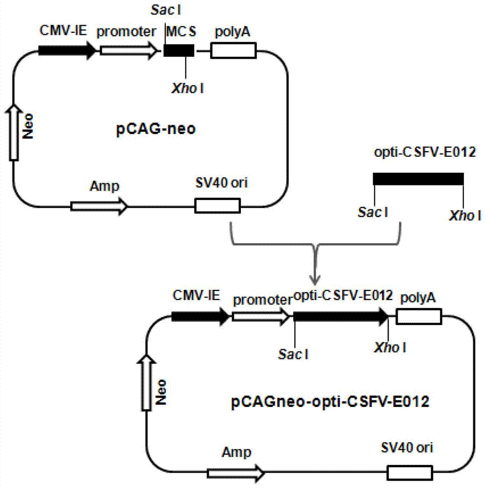 Recombinant BHK cell line for stably expressing classical swine fever virus E0-E1-E2 protein, and applications of the same in preparation of vaccines and diagnosis reagents of classical swine fever