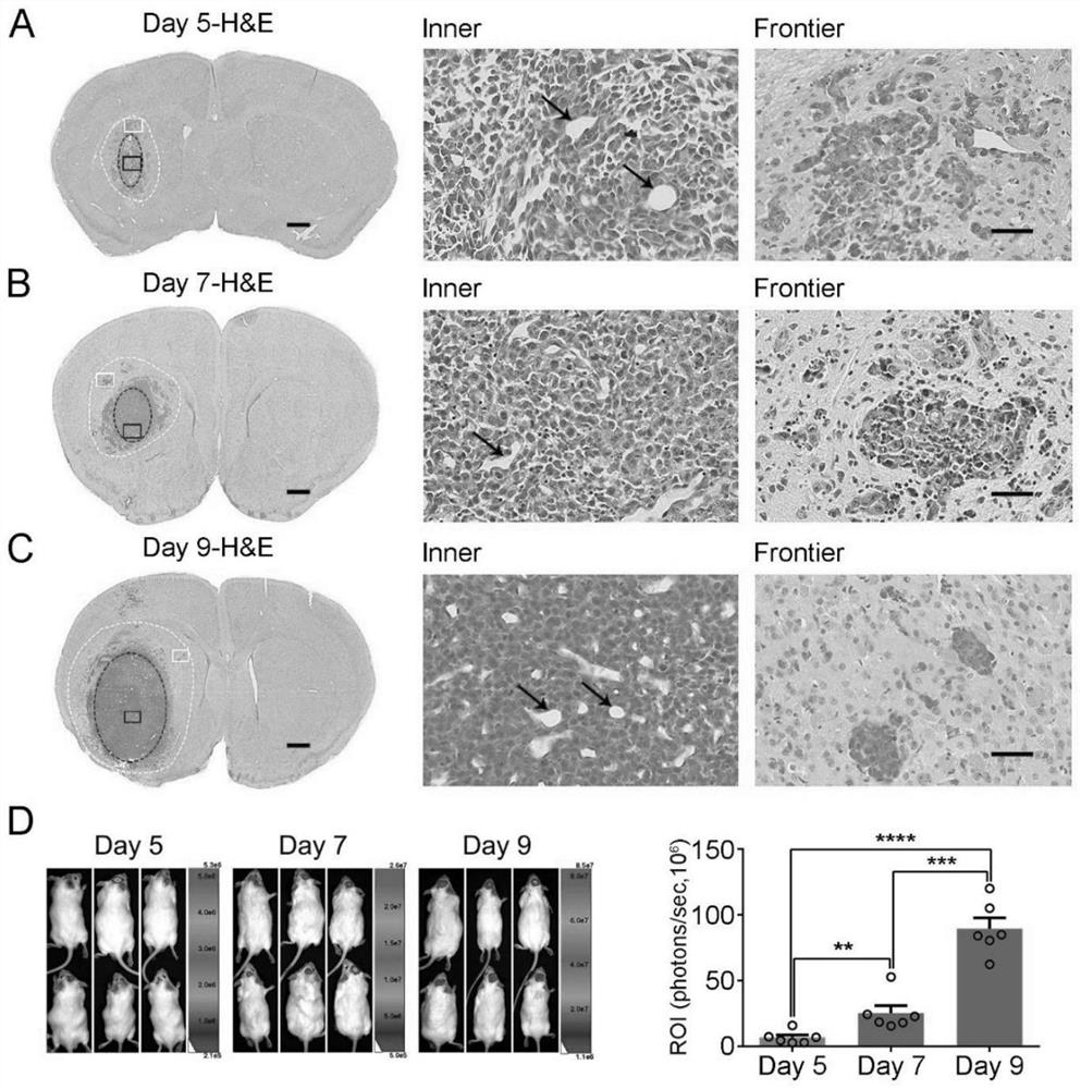 Mouse triple-negative primary glioblastoma cell strain and application thereof