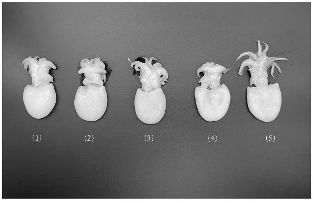 Juvenile cuttlefish quality improver and method for improving quality of frozen juvenile cuttlefish