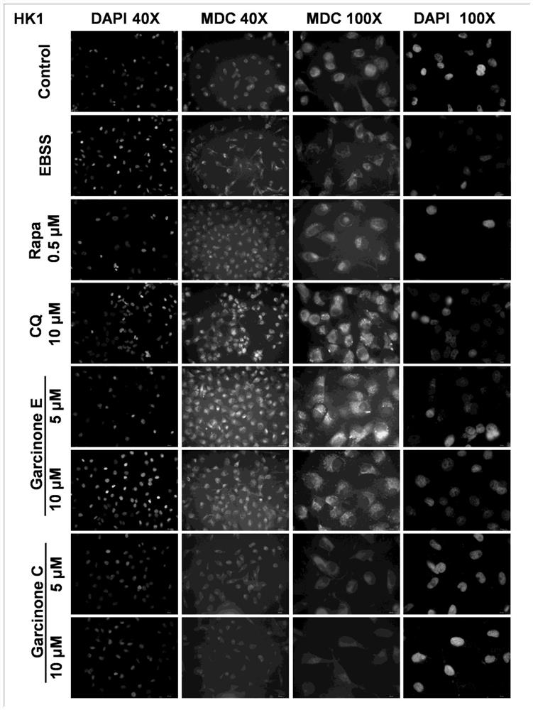 Application of Garcinone E in preparation of tumor cell autophagosome inducer