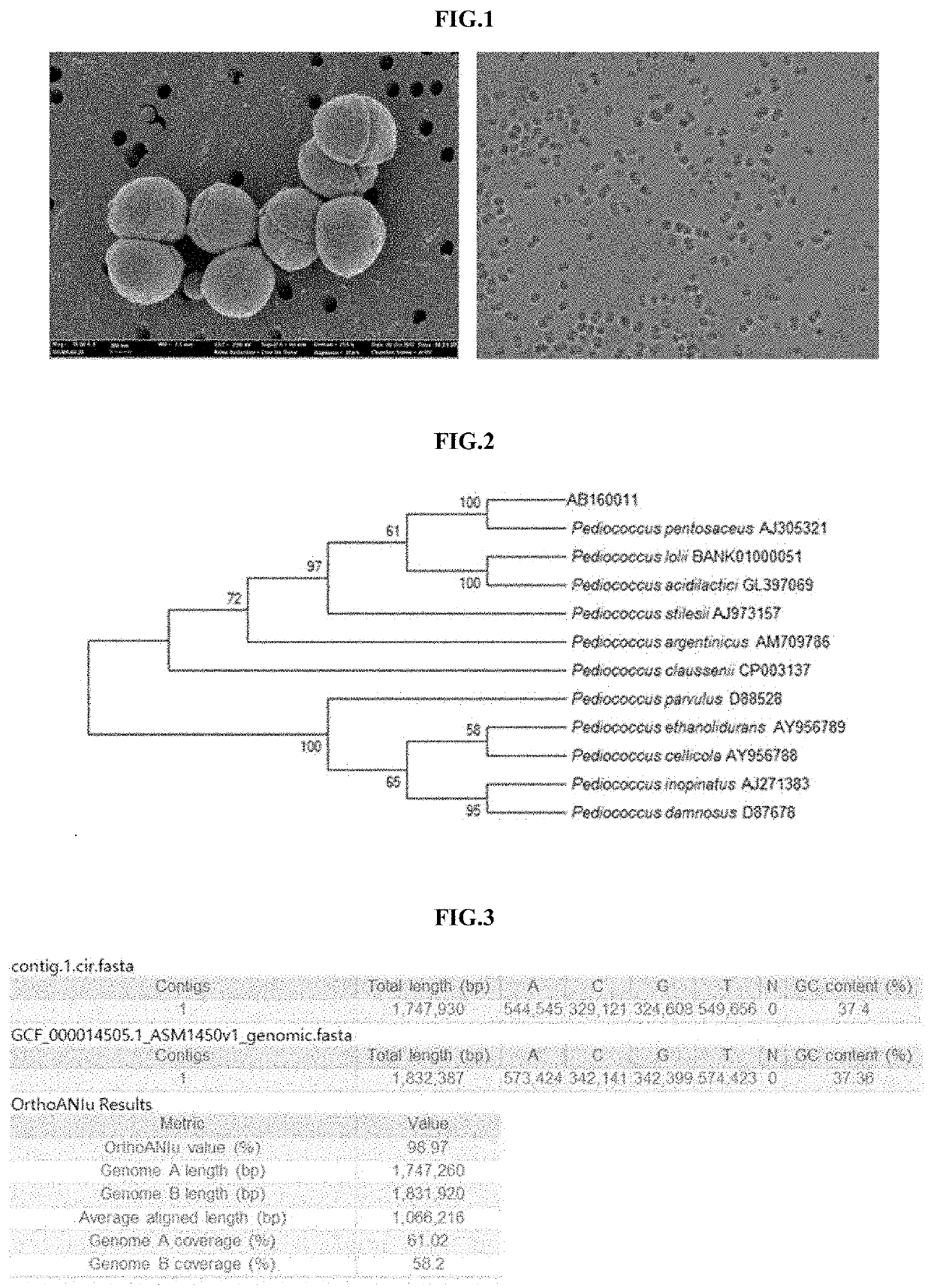 Novel pediococcus pentosaceus ab 160011 strain and composition containing same