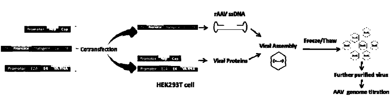 Establishment of recombinant adeno-associated virus carrier production process