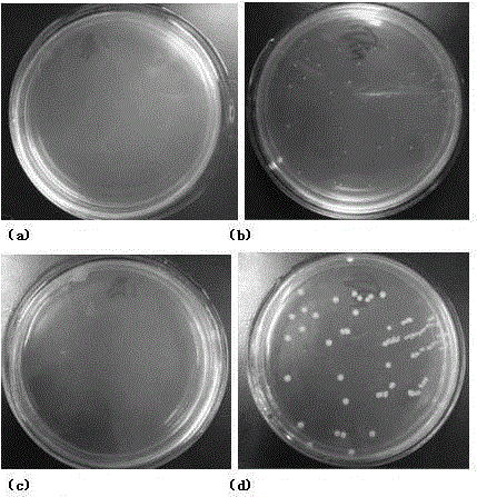 Short peptide for bacterium resisting, itching relieving, inflammation diminishing, swelling eliminating and scar removing, and its application