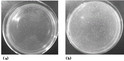 Short peptide for bacterium resisting, itching relieving, inflammation diminishing, swelling eliminating and scar removing, and its application