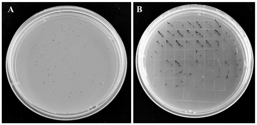 A kind of genetic transformation method of Haematococcus pluvialis