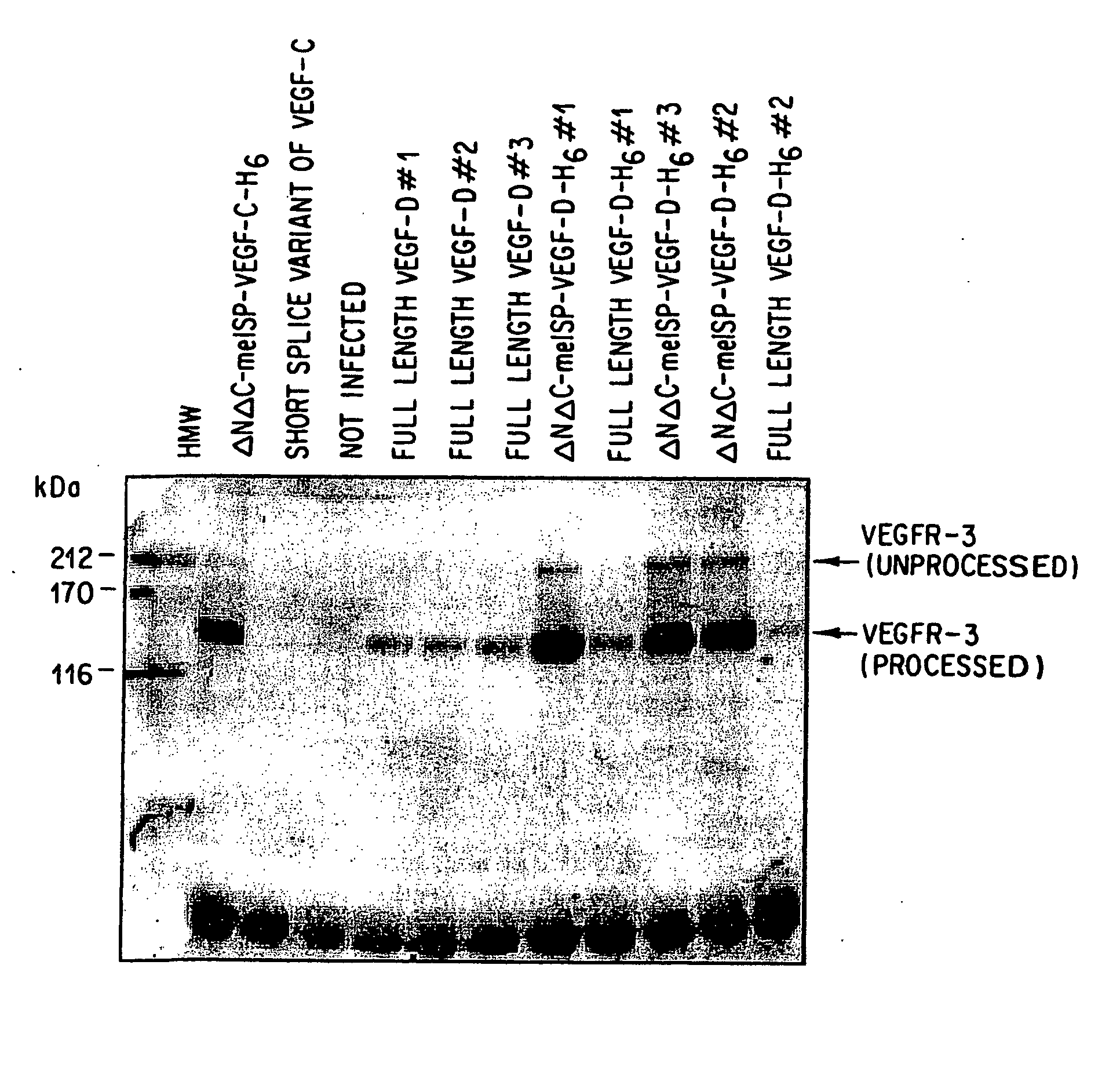 Vascular Endothelial Growth Factor D(VEGF-D) Antibodies and Vectors, and Methods of Uses