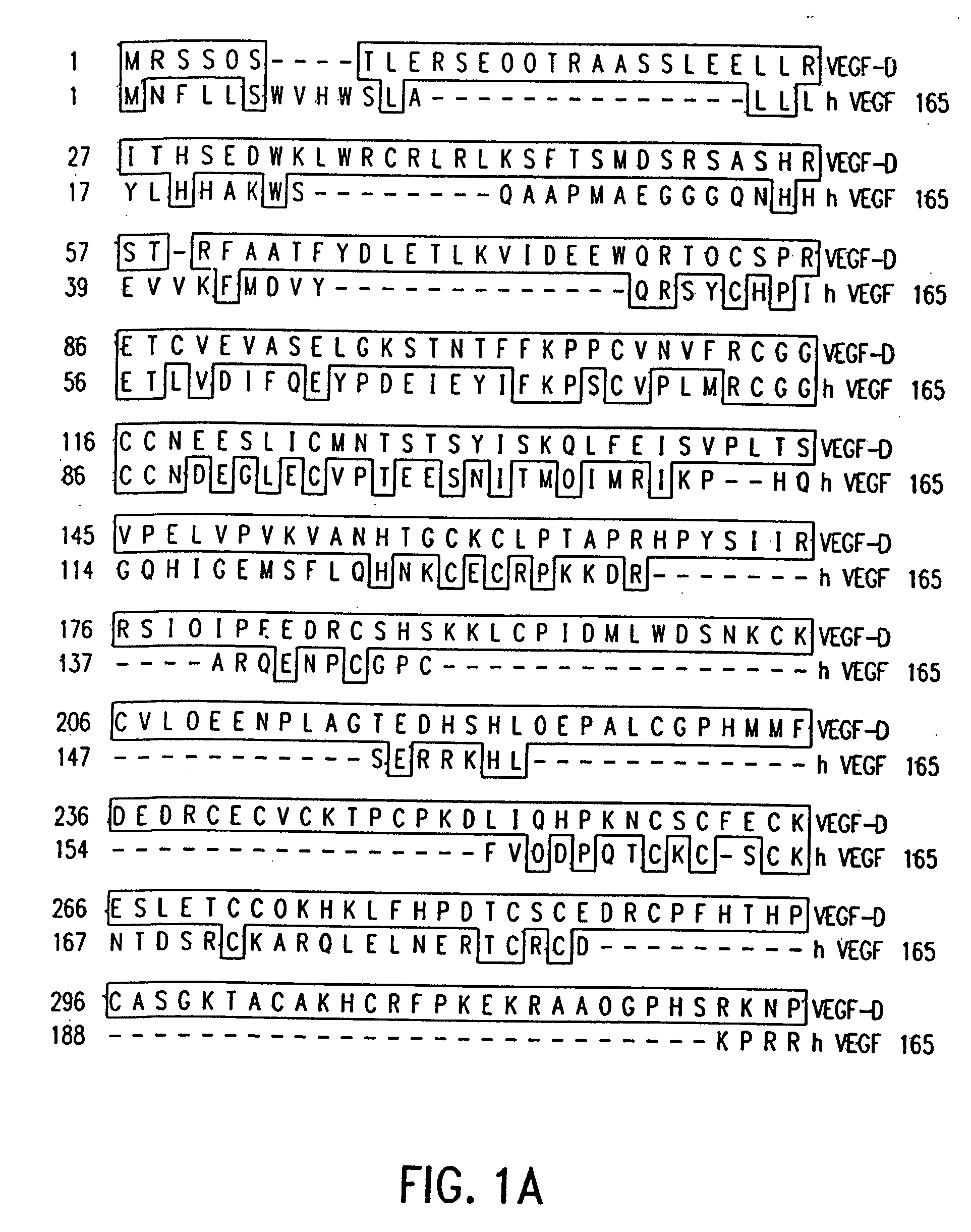 Vascular Endothelial Growth Factor D(VEGF-D) Antibodies and Vectors, and Methods of Uses