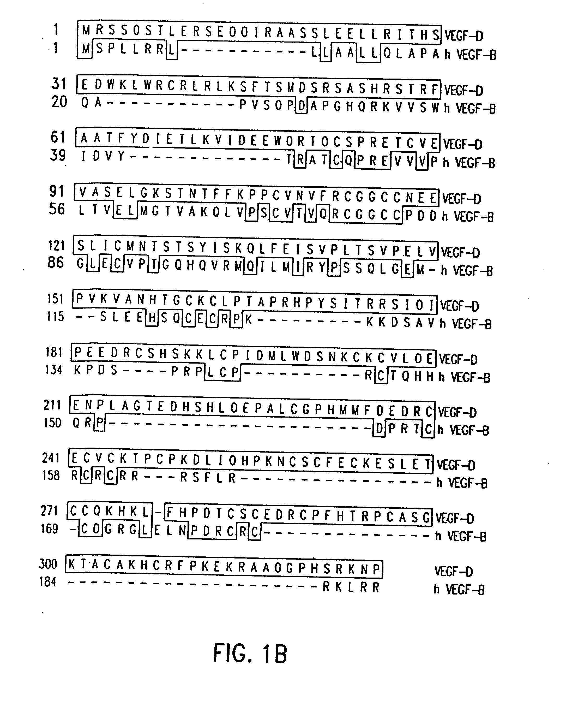 Vascular Endothelial Growth Factor D(VEGF-D) Antibodies and Vectors, and Methods of Uses