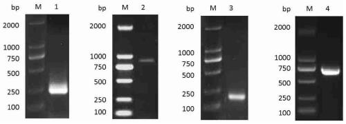 Genes highly expressed in Schistosoma japonicum schistosomulum and encoded proteins and application thereof