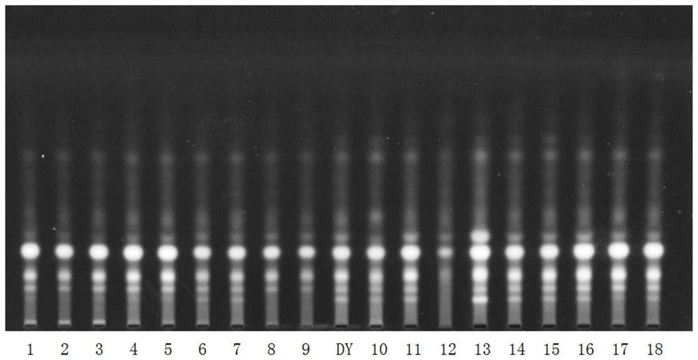 Thin-layer identification method for allium macrostemon test sample