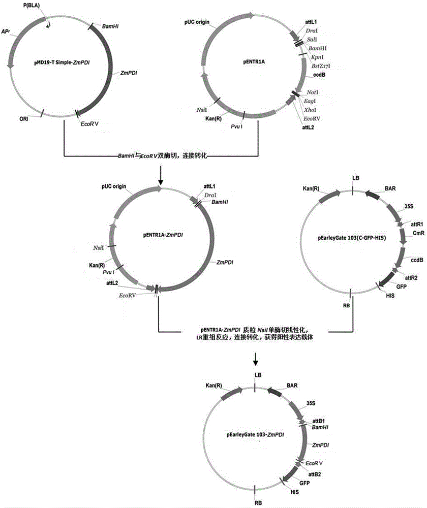 New salt tolerance gene ZmPDI in zoysia matrella and plant expression vector and application of new salt tolerance gene ZmPDI