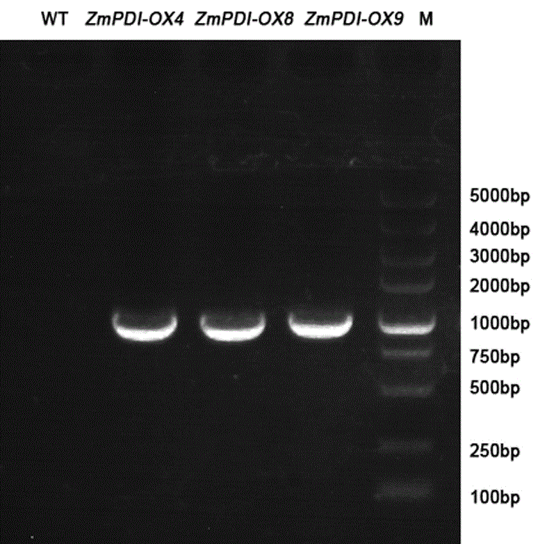 New salt tolerance gene ZmPDI in zoysia matrella and plant expression vector and application of new salt tolerance gene ZmPDI