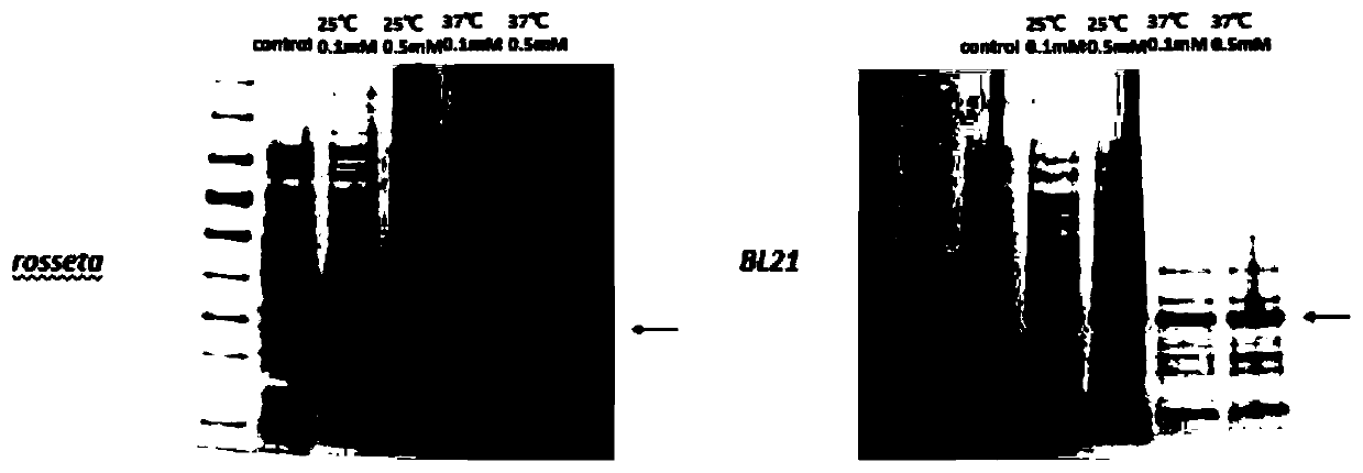 Preparation method and application of polyclonal antibody for specifically recognizing protein USP42