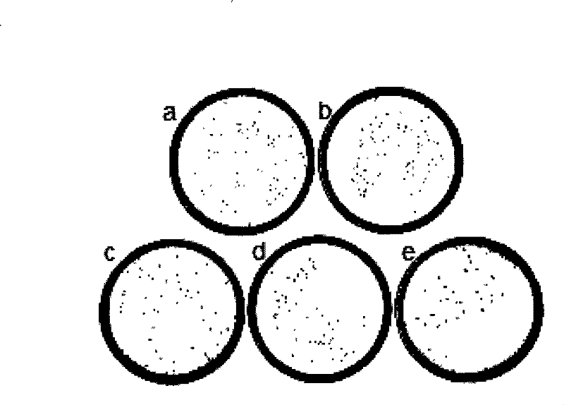 Antisense nucleic acid of resistant and tolerant dimethoxyphenecillin staphylococcus aureus drug resistant gene